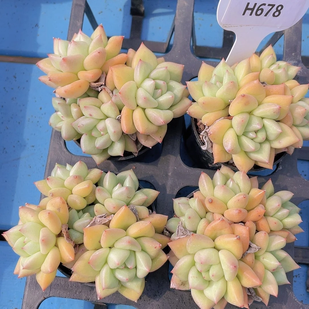 H678  黄金象牙群一个