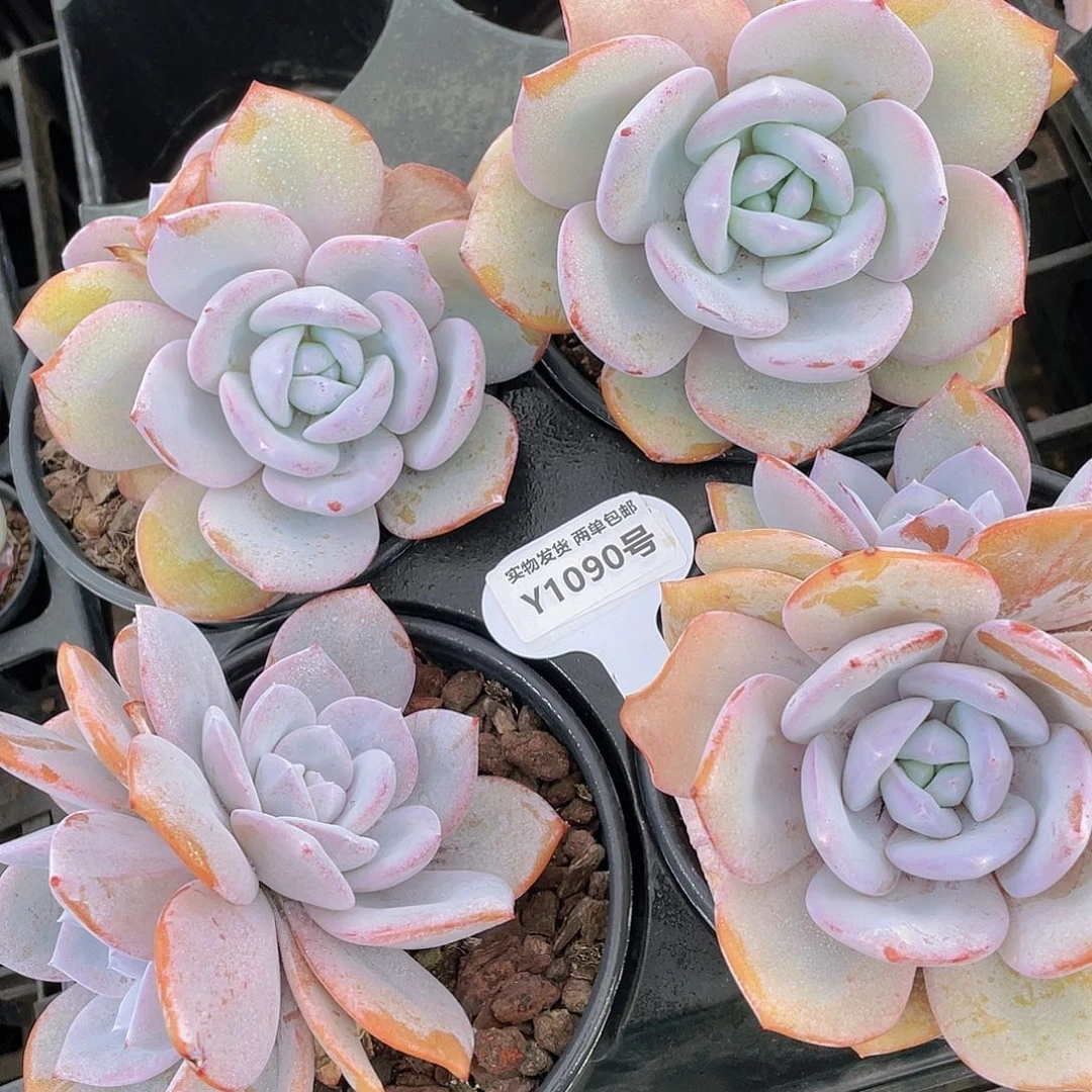 Y1090-精品宽叶母本大奶茶双头一个