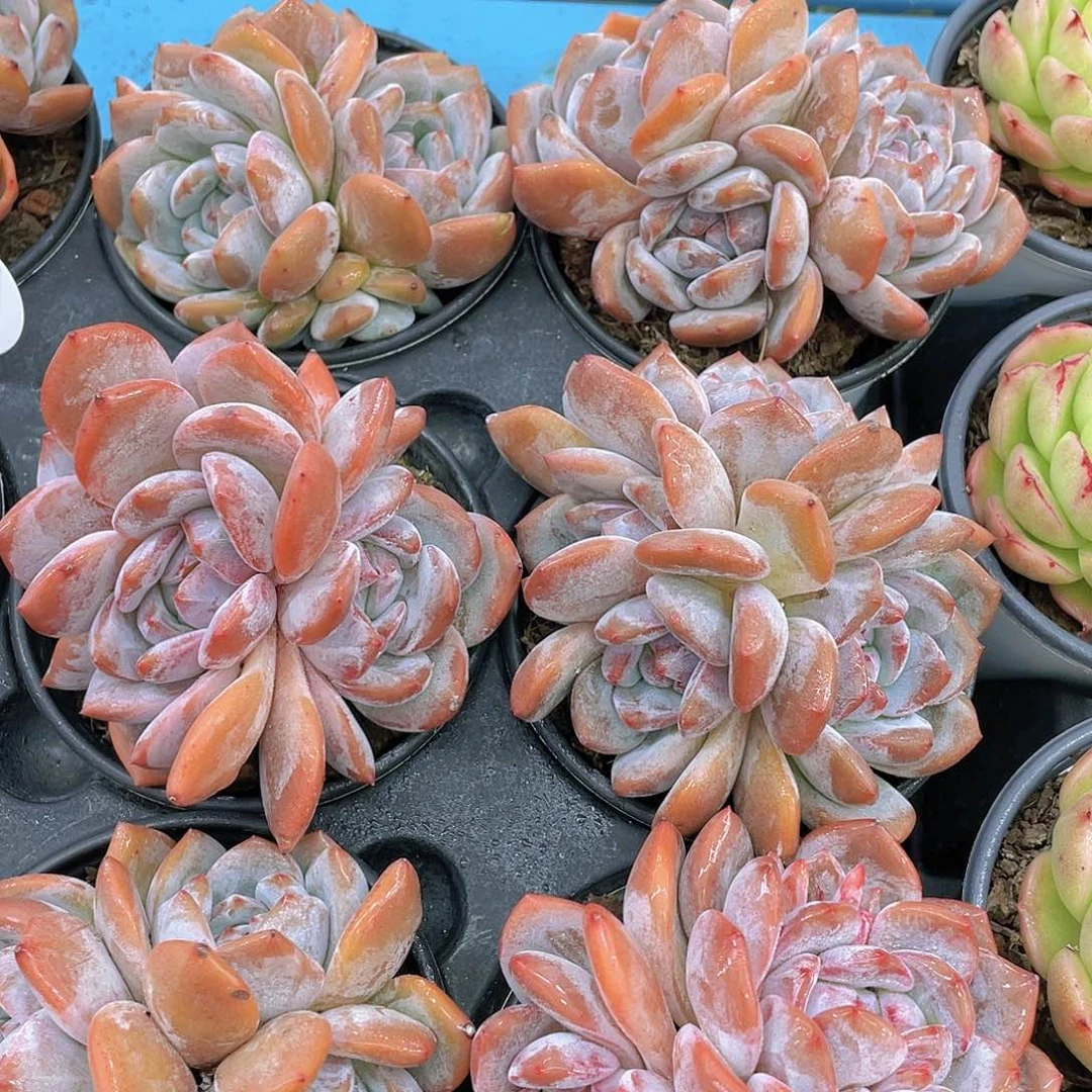 H14  全状态石榴籽星影 两个