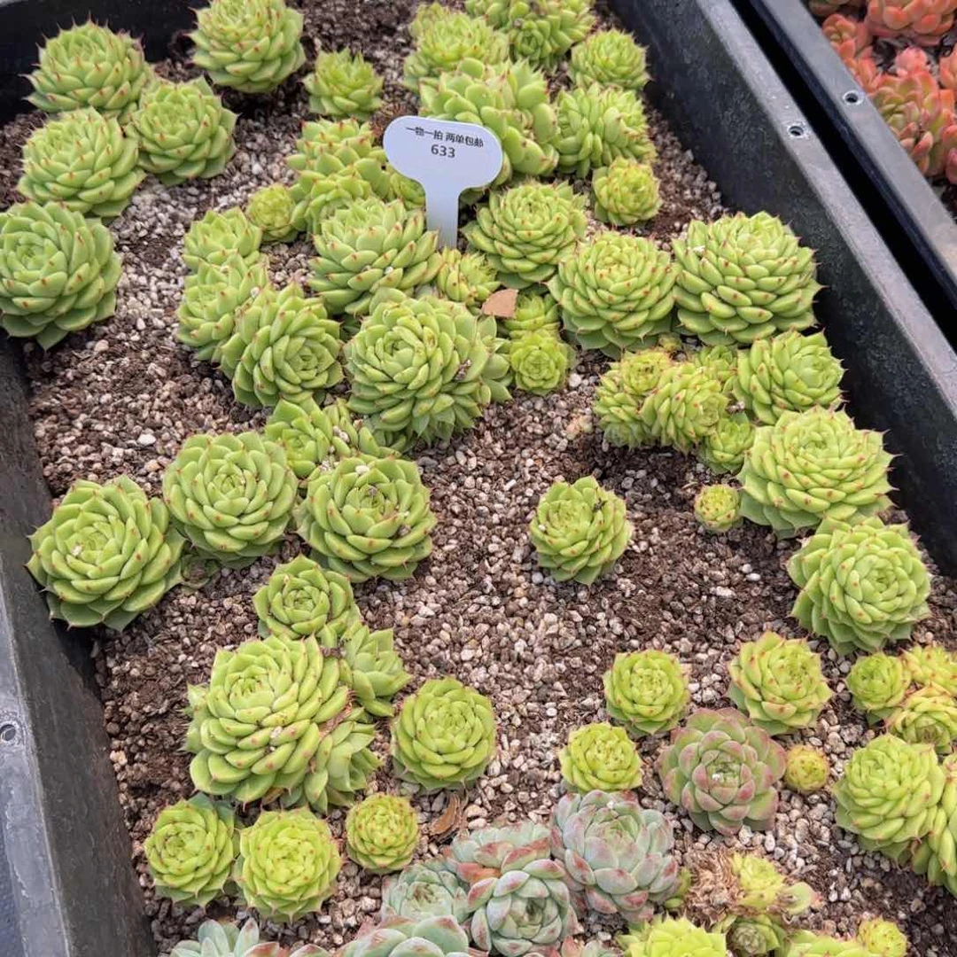 633 韩货eko睫毛麦秆切糕一份