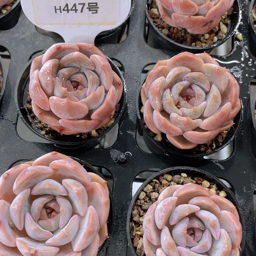 H447  精品夜莺单头两个