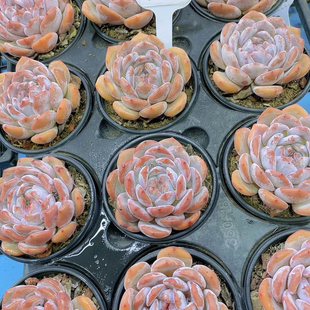 Y280-全状态糖心石榴籽母本一个