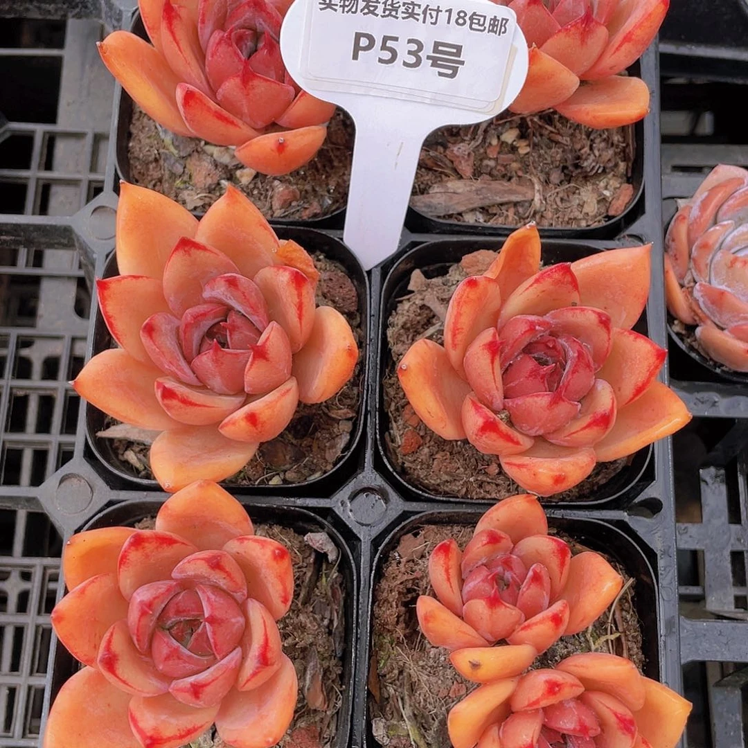 P53-全状态老桩烈日红艳