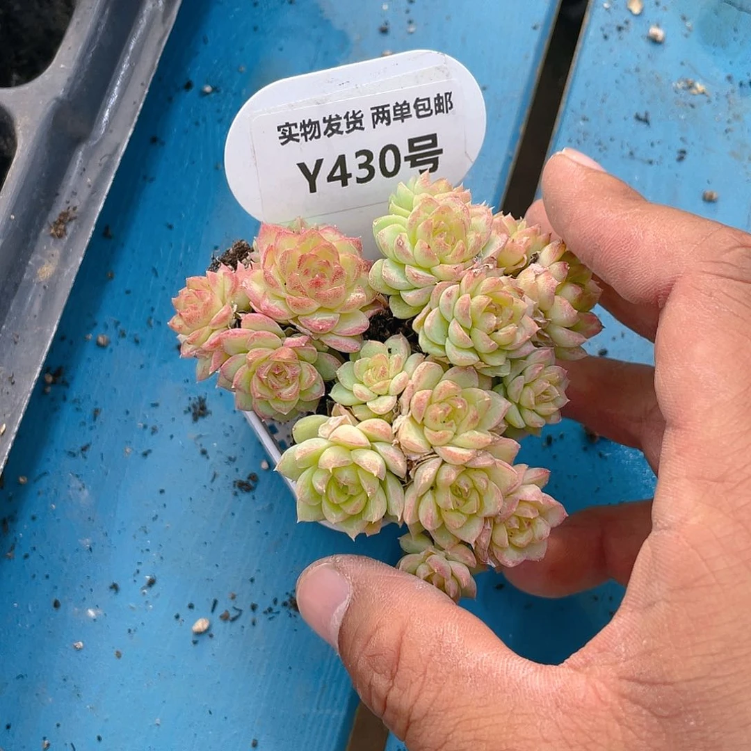 Y430-精品糖心珍妮女王群三个