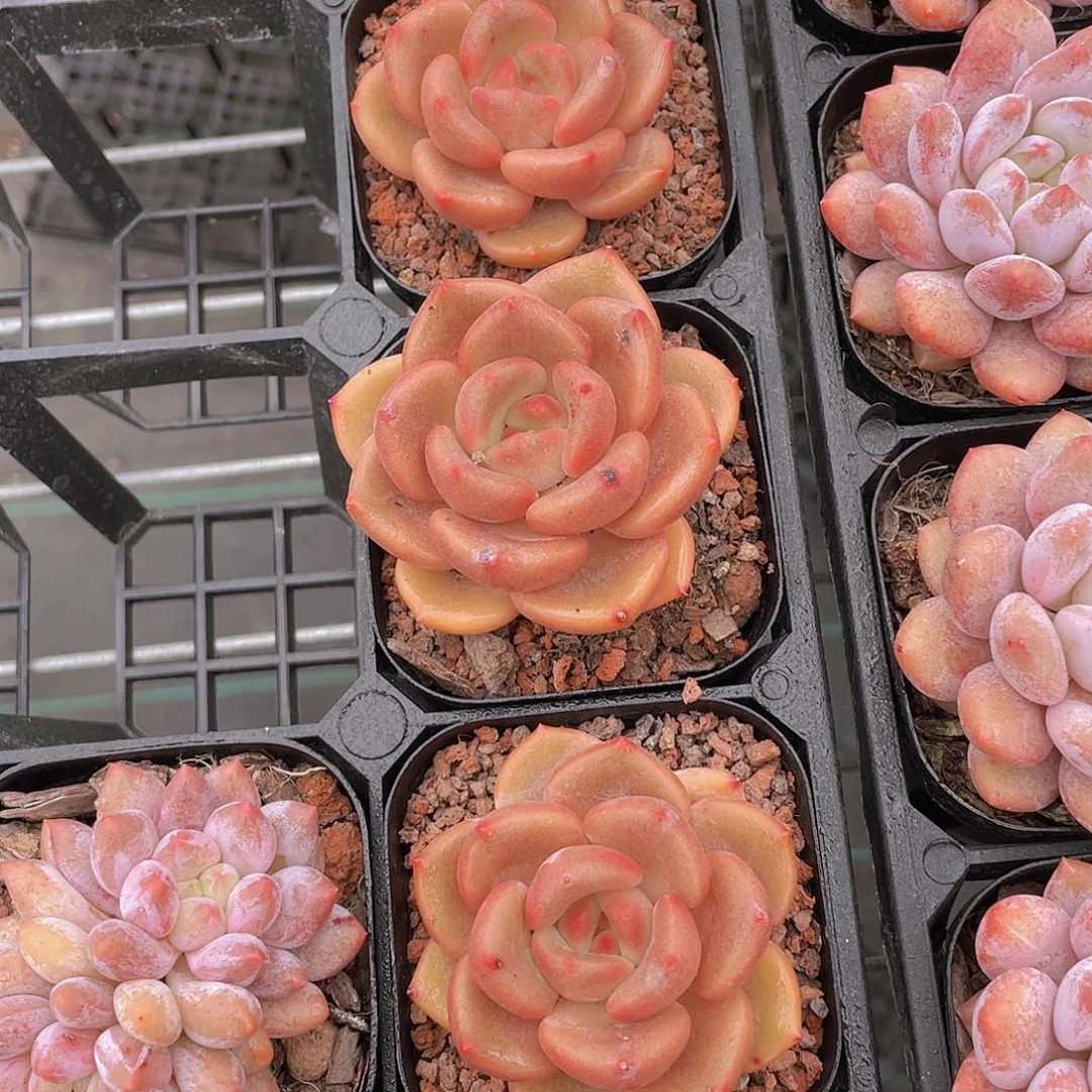 W712号 奶油白兰地单头一个