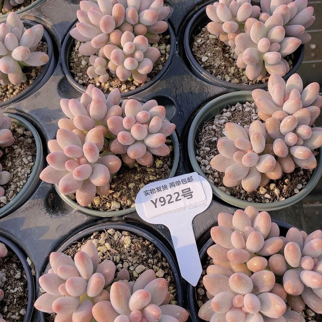 Y922-全状态老桩丸叶汤圆群一个