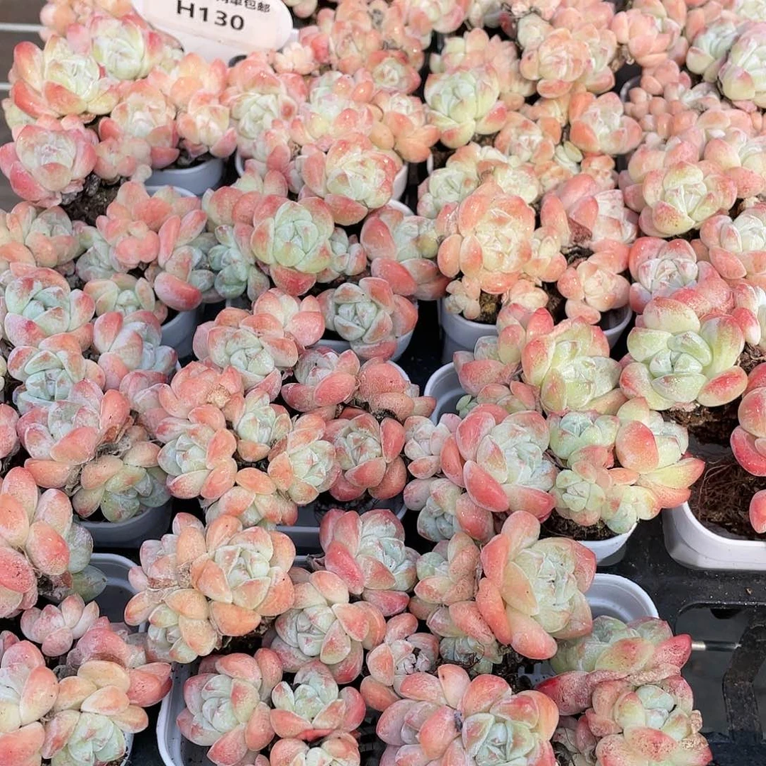 H130 奶油钻石冰玉拼盘9头起