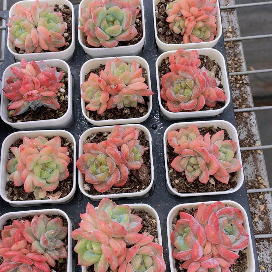 W76号 奶油精品刚毅三头起两个