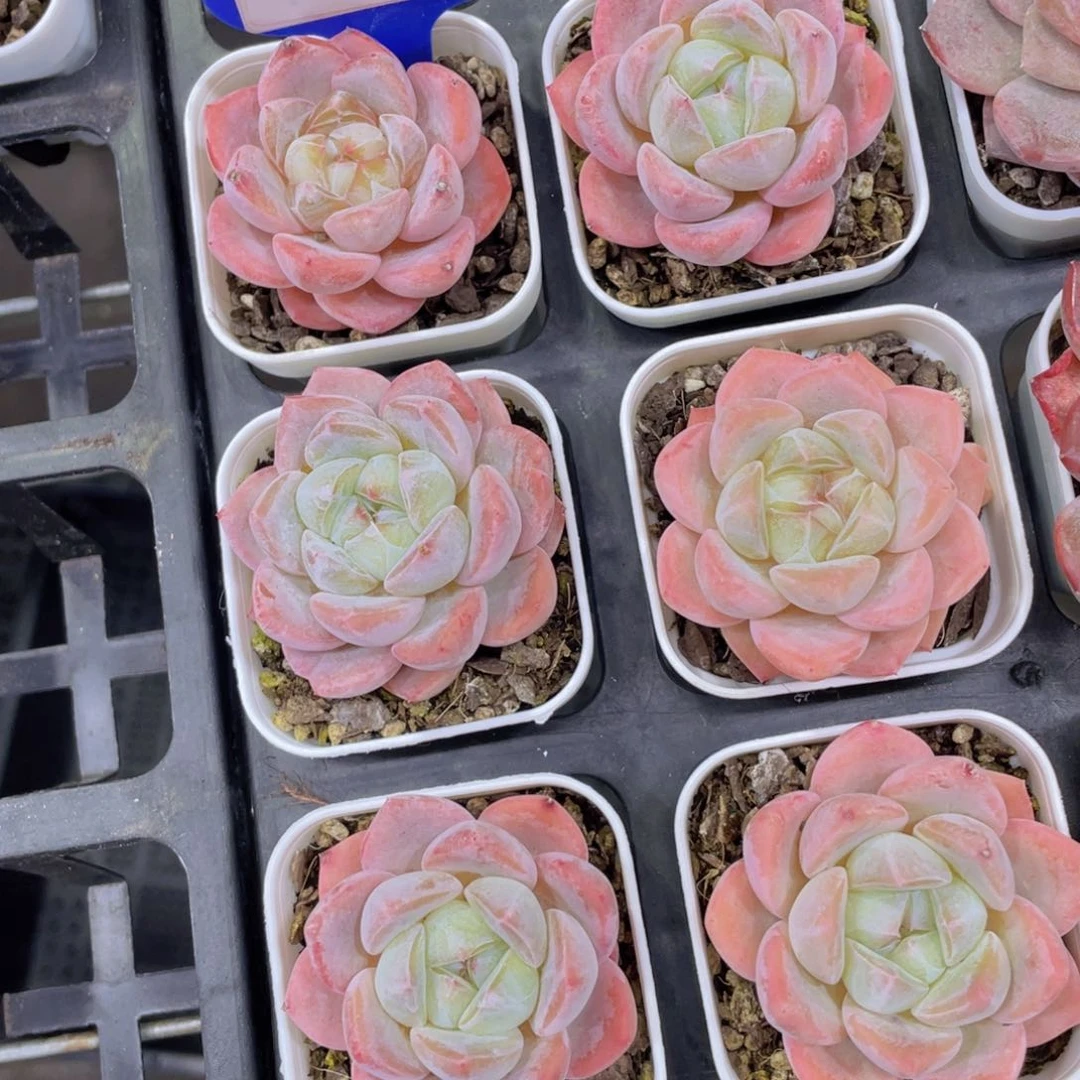 Y41-精品奶油刚毅单头两个