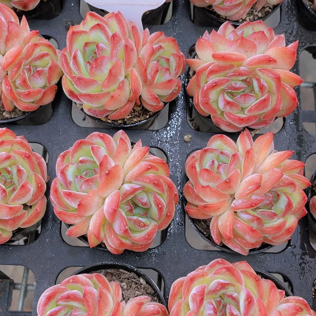 H830  全状态草莓杏仁单头一个