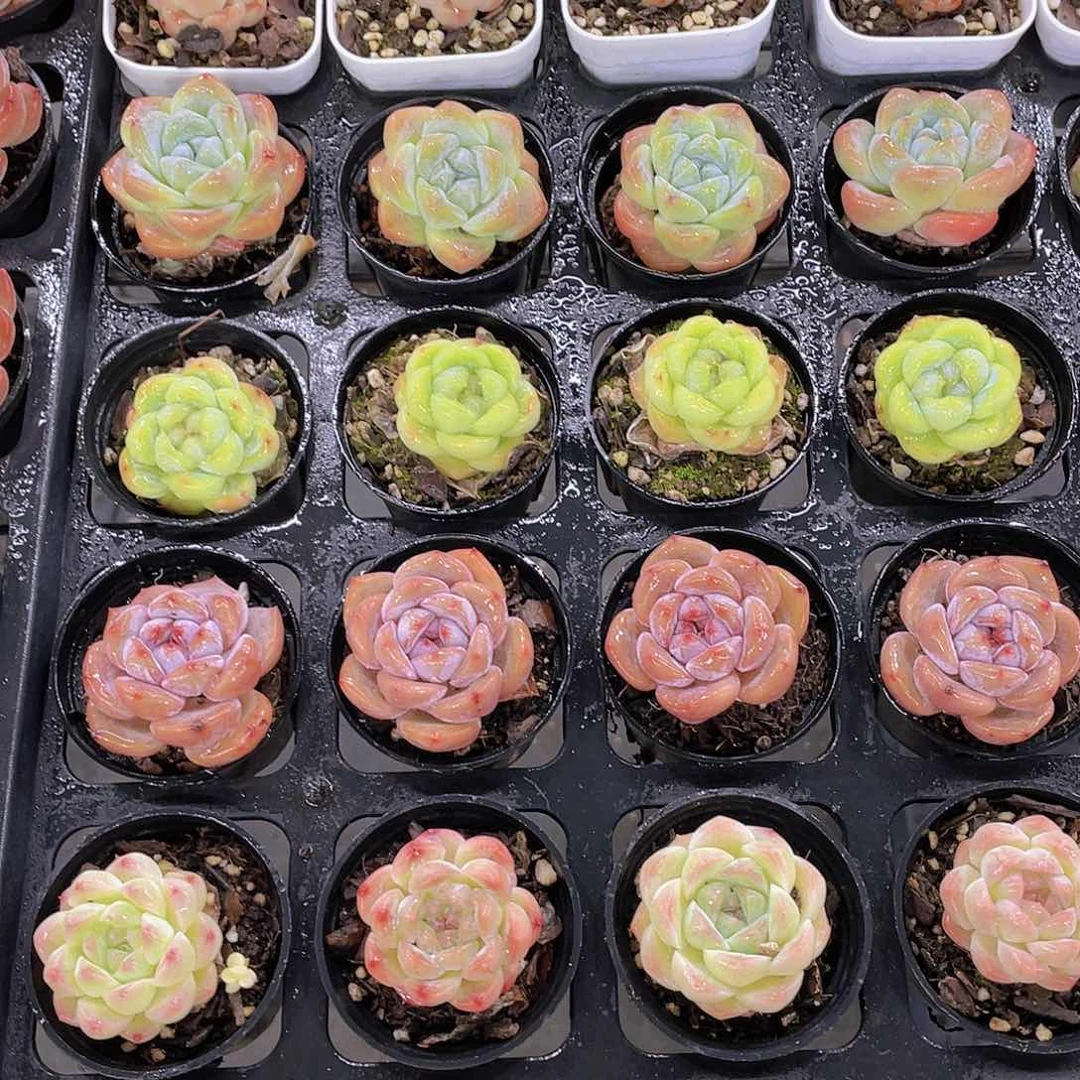 P272开播福利莲花座组合6颗