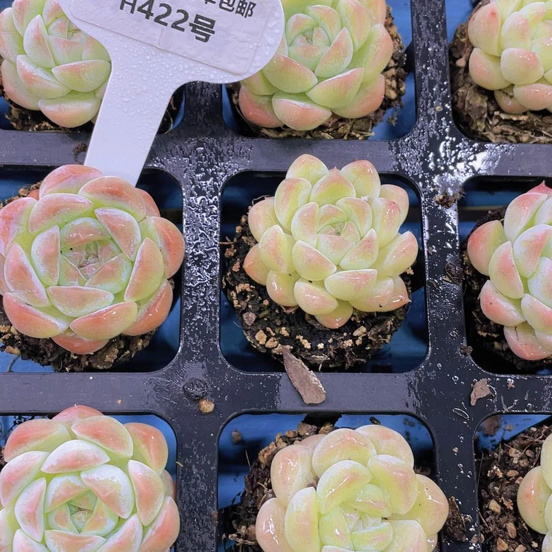 H422  白桃汽水单头 买一送一