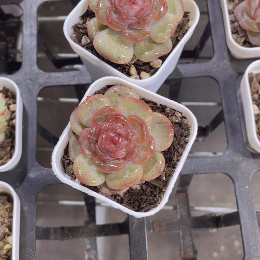 W811号 糖心红色恋人单头一个