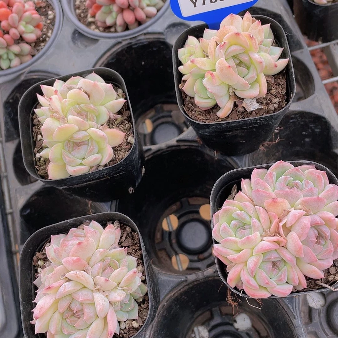 Y783-精品母本白桃群一个