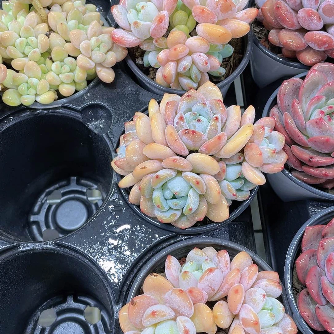 W486号 全状态丸叶奶油冷香群一个