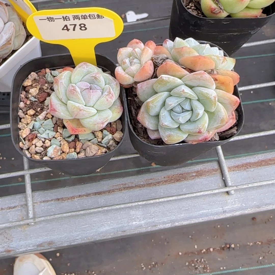 478号 冰玉精品两个