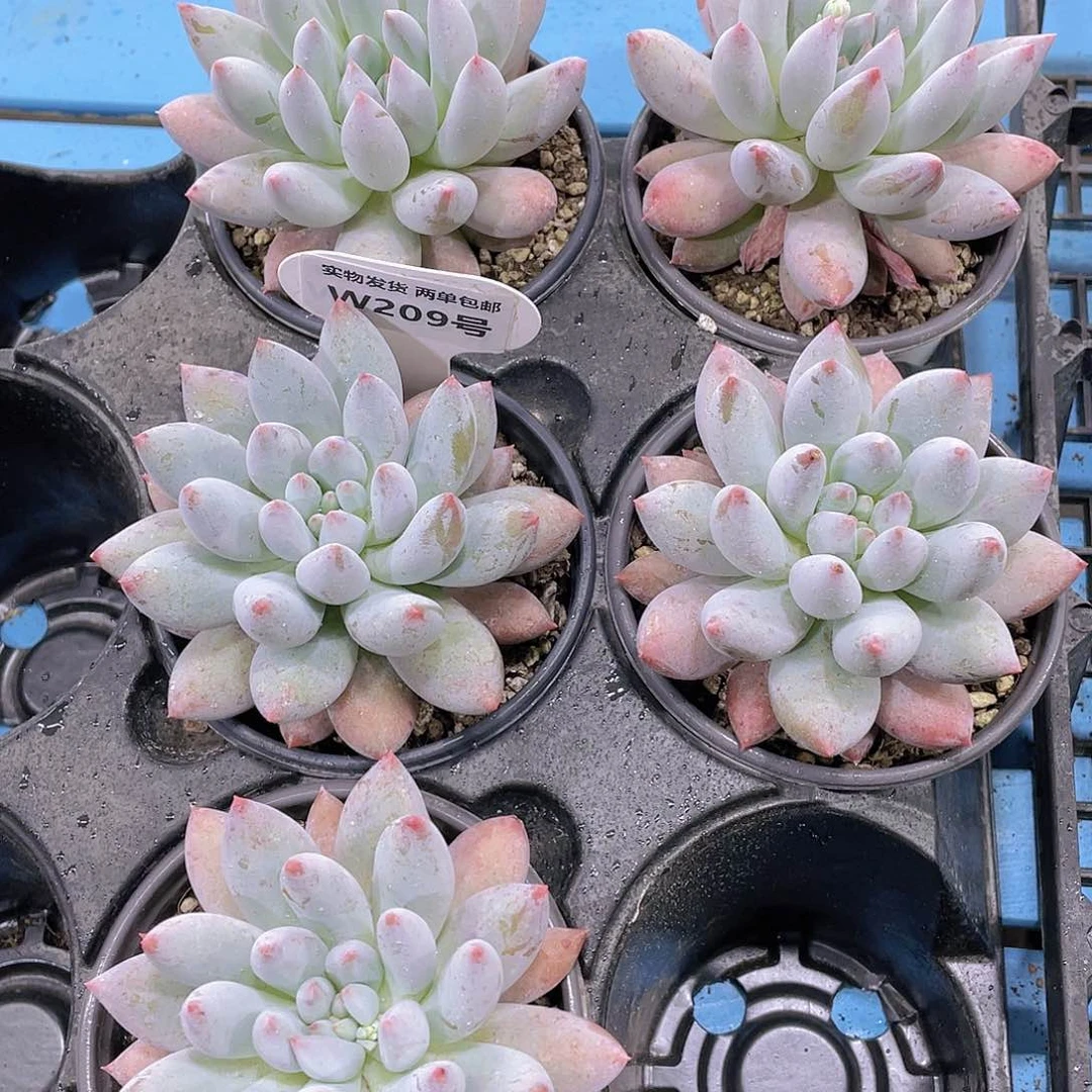 W209号 母本奶油所罗门单头一个