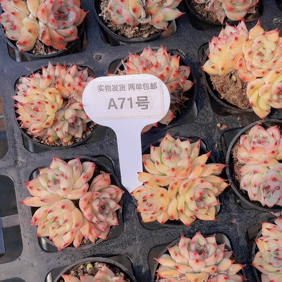 A71-全状态白钻群买一送一