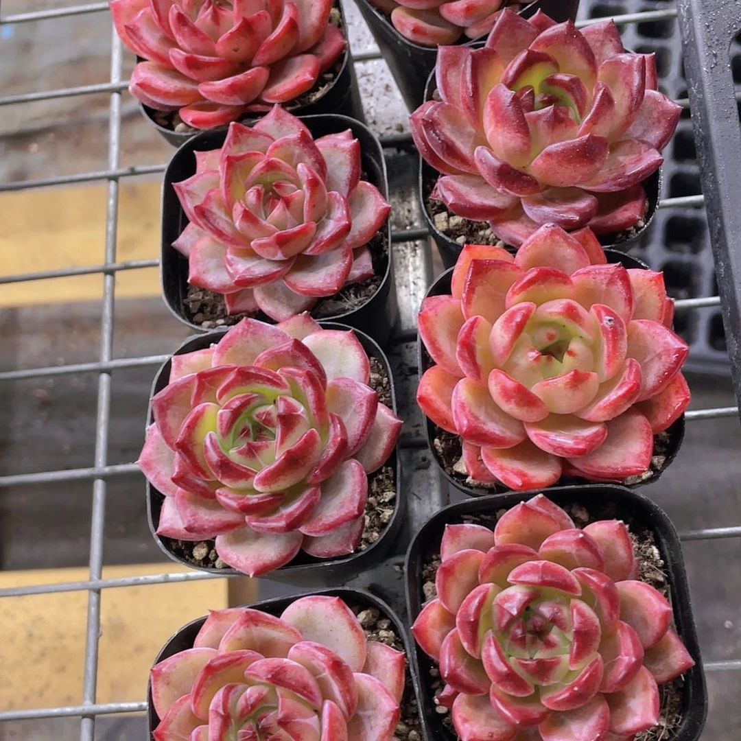 Y198-精品母本夜魔侠单头一个