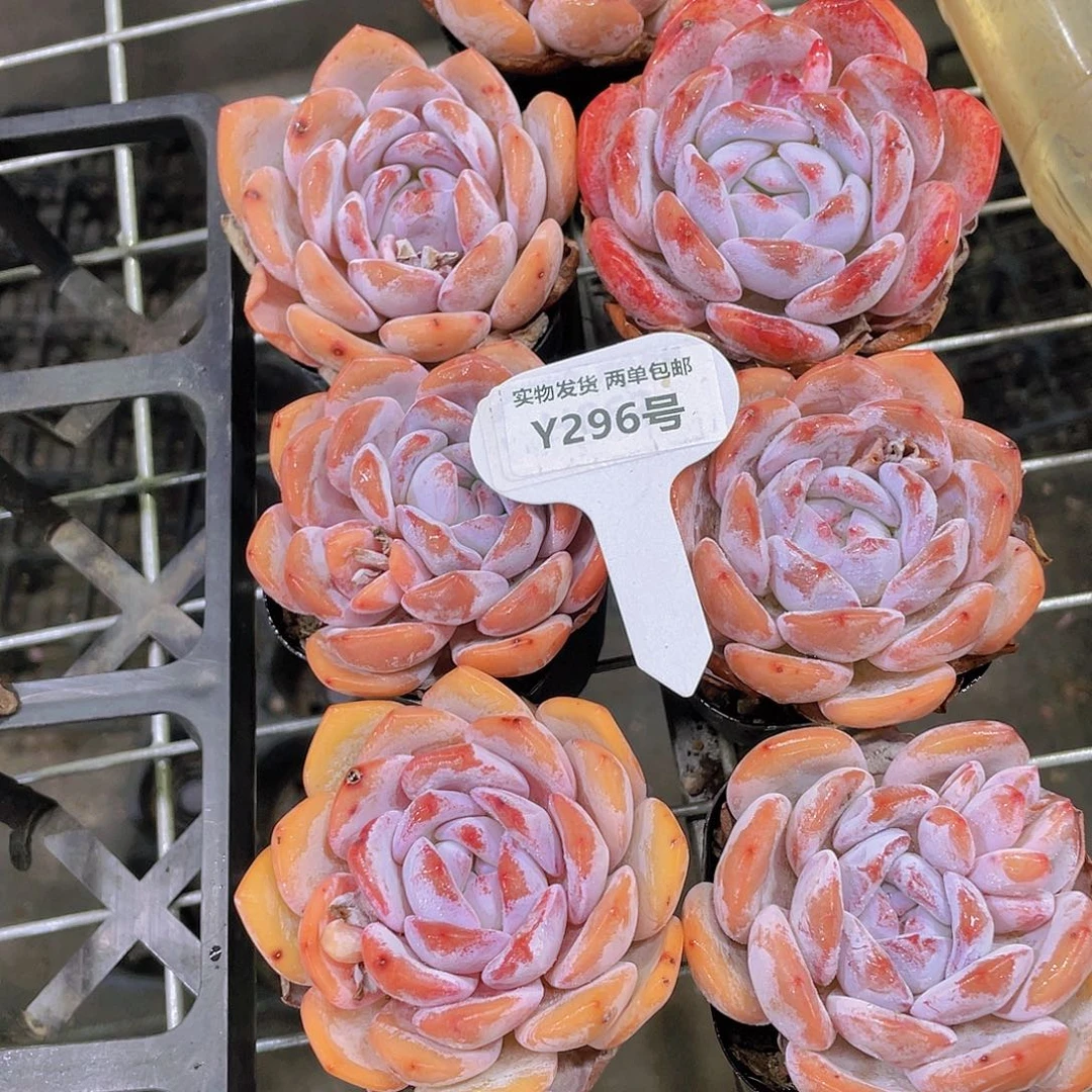 Y296-全状态丸叶雪花橙福利7个