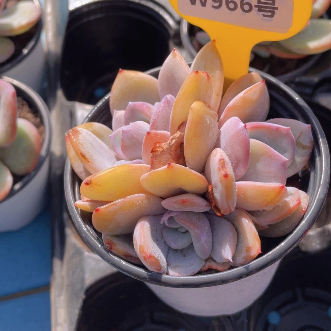 W966号 全状态宽叶奶茶三头福利尾货