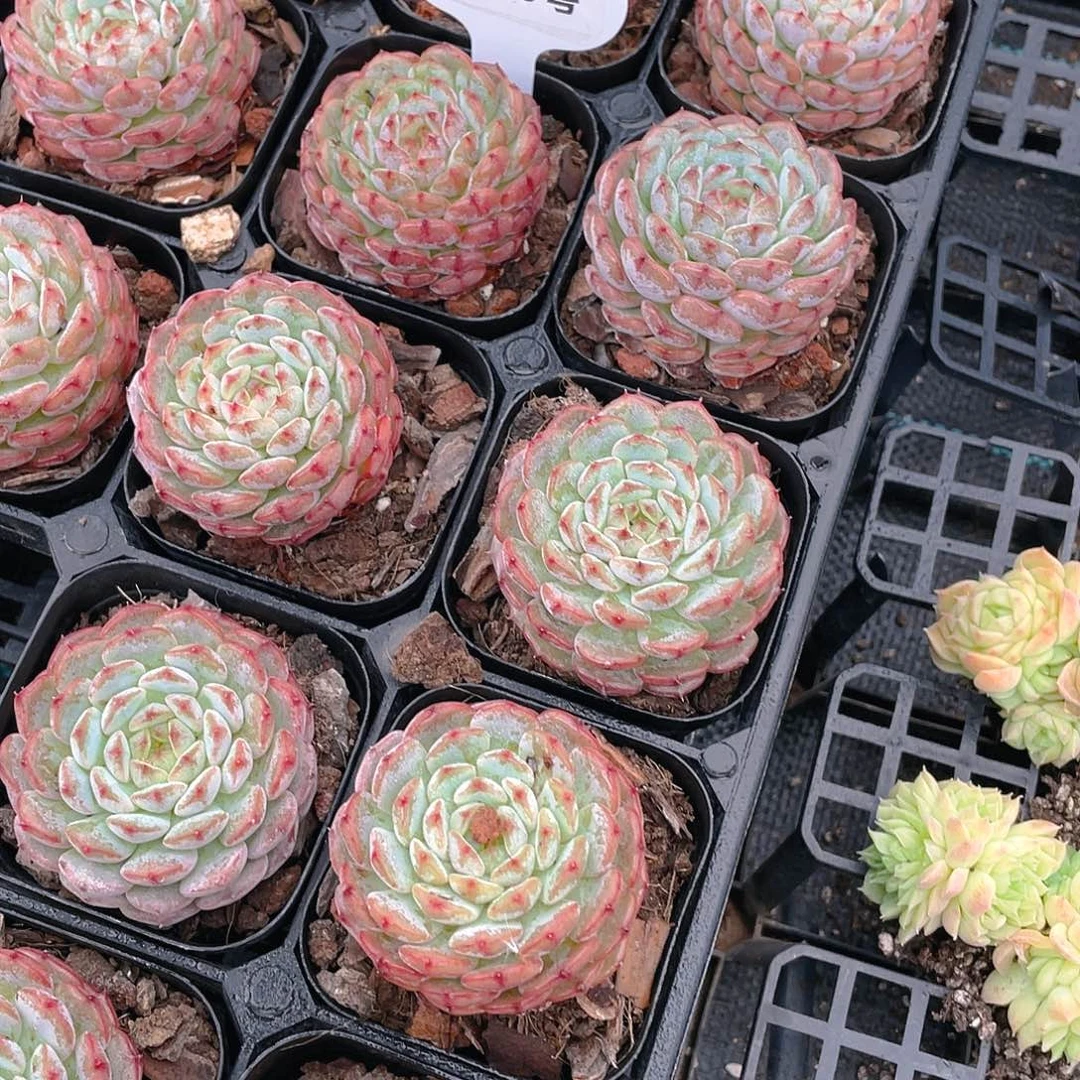 W249号 冰透糖心白胖子单头一个