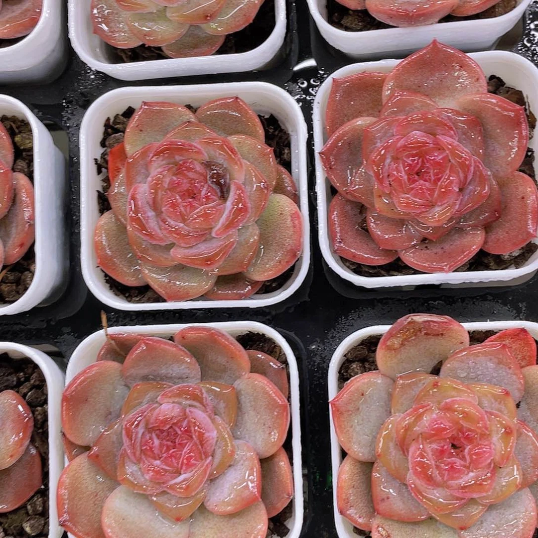 Y13-精品珍妮红琥珀糖心一个