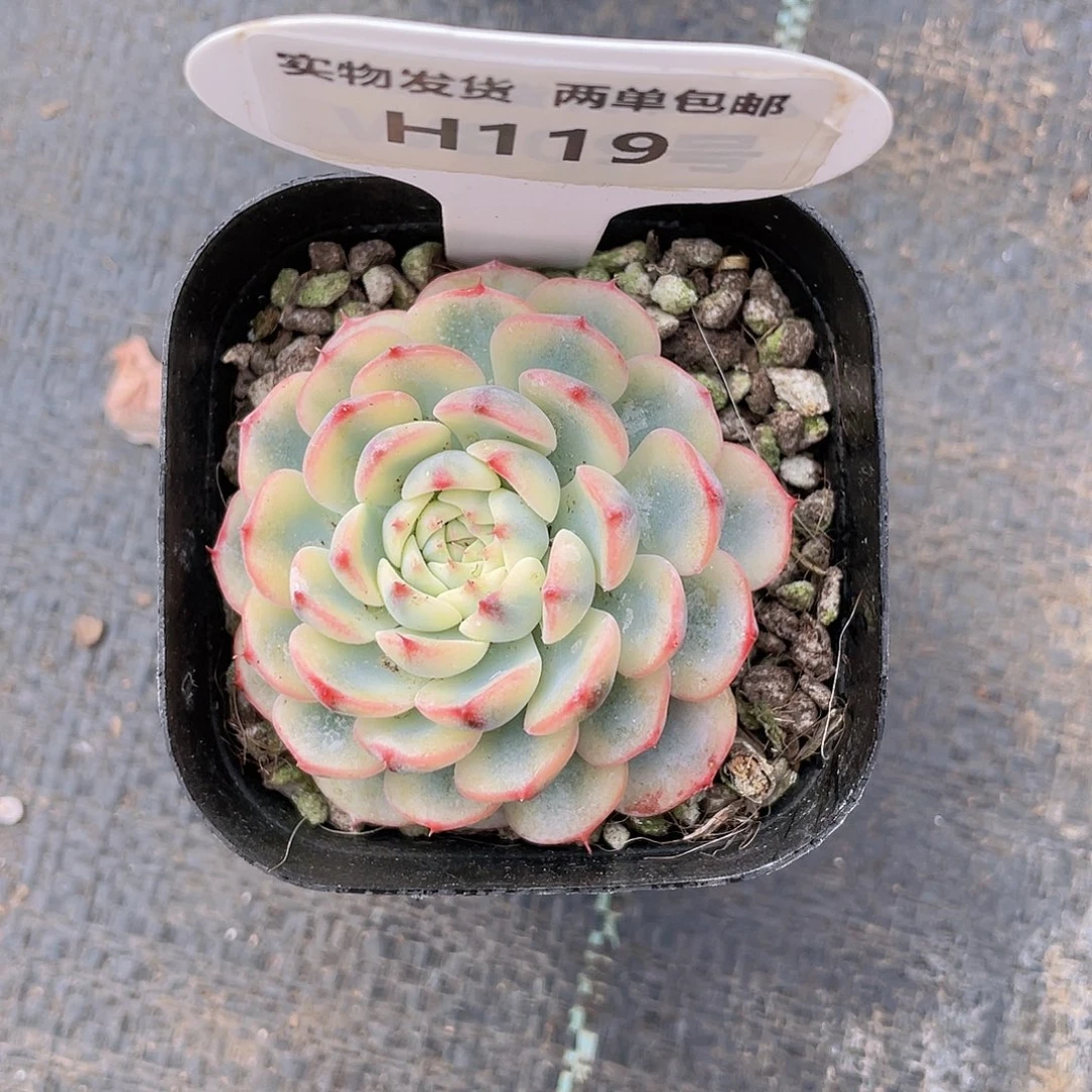 H119  全状态姬莲锦单头一个