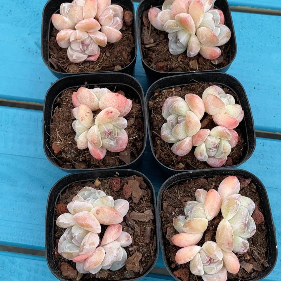 【闪购商品】1213-30号 精品钻石糖心冰玉三头