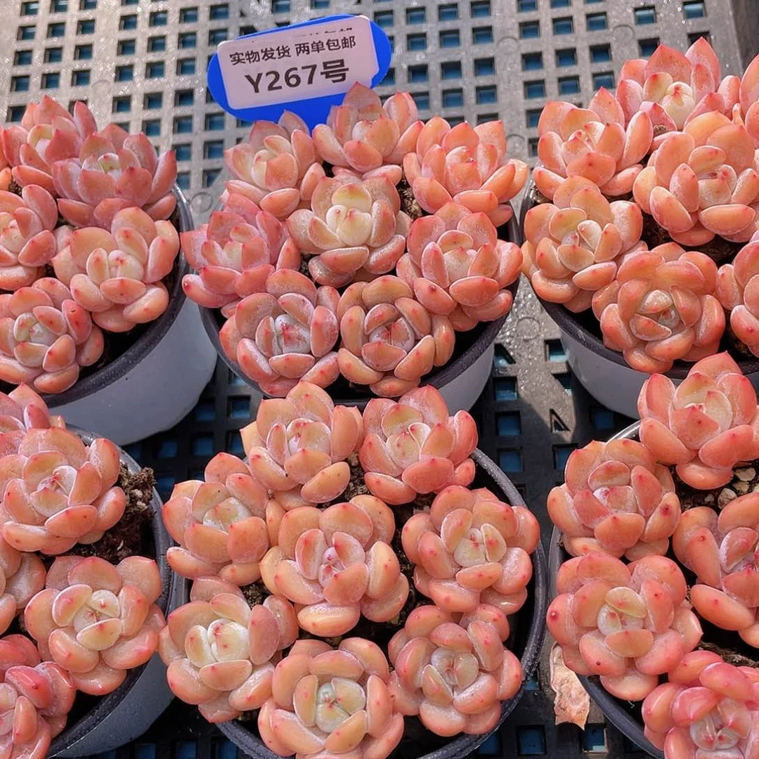 Y267-精品奶油雪天使八个