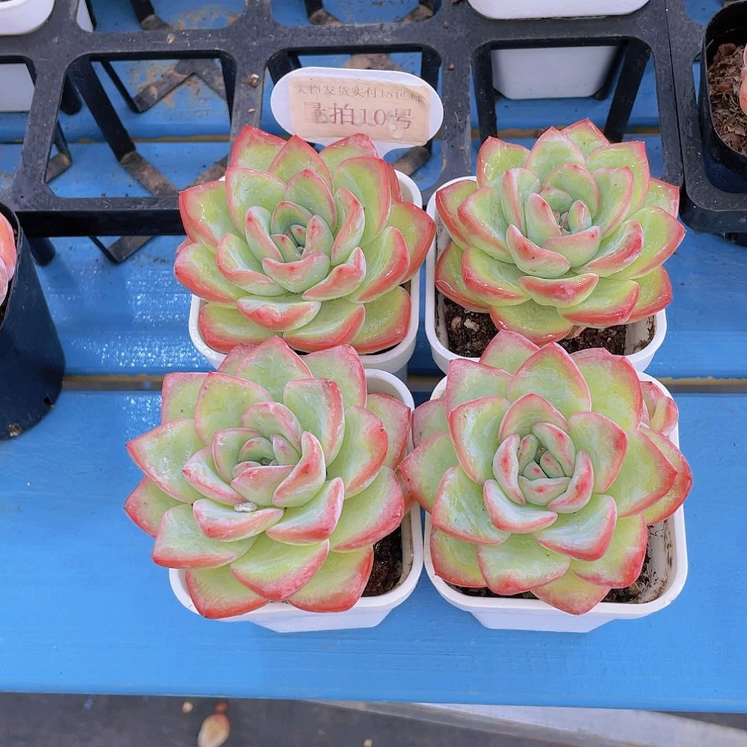 量拍10号 奶油泡芙单头