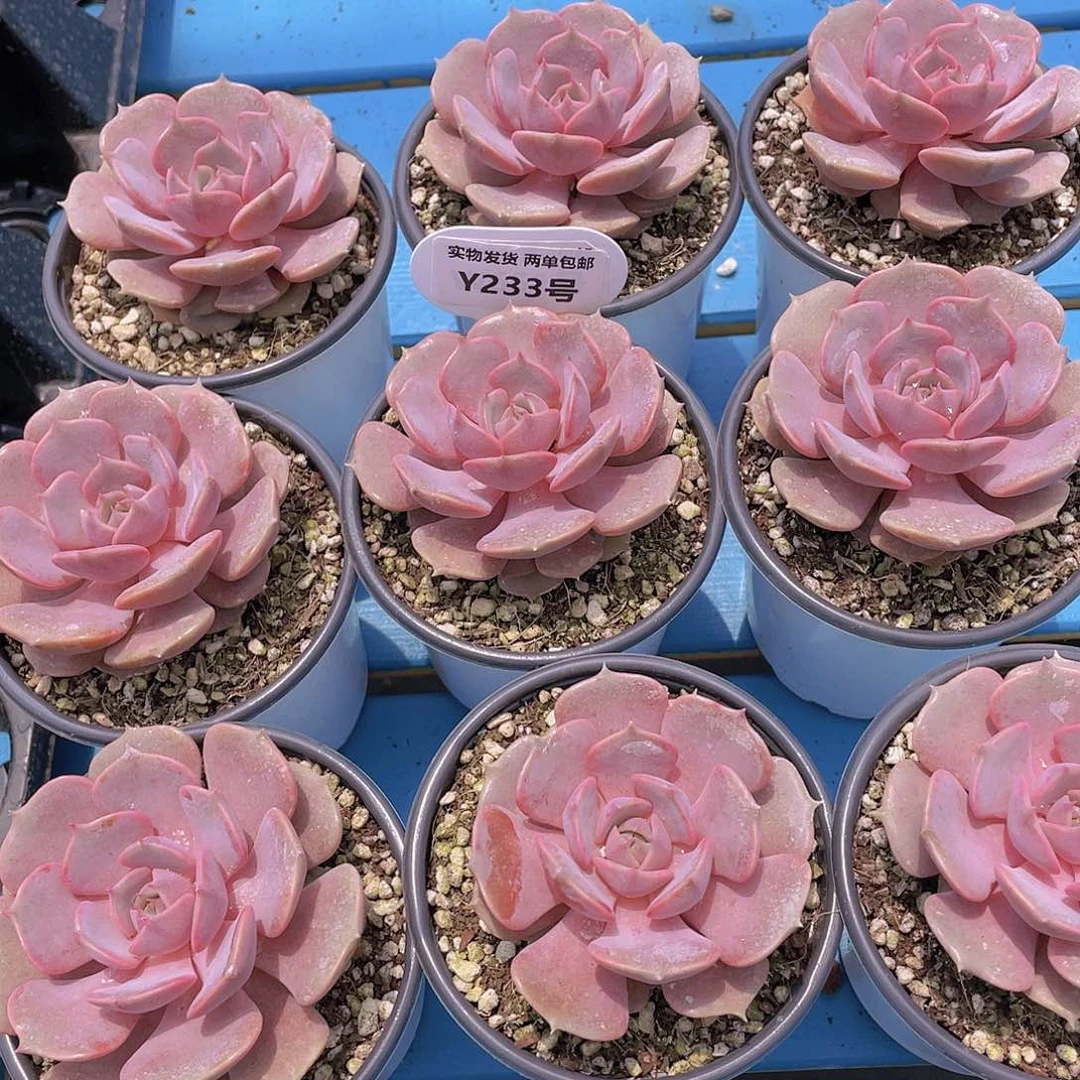 Y233-全状态精品母本粉蝶一个