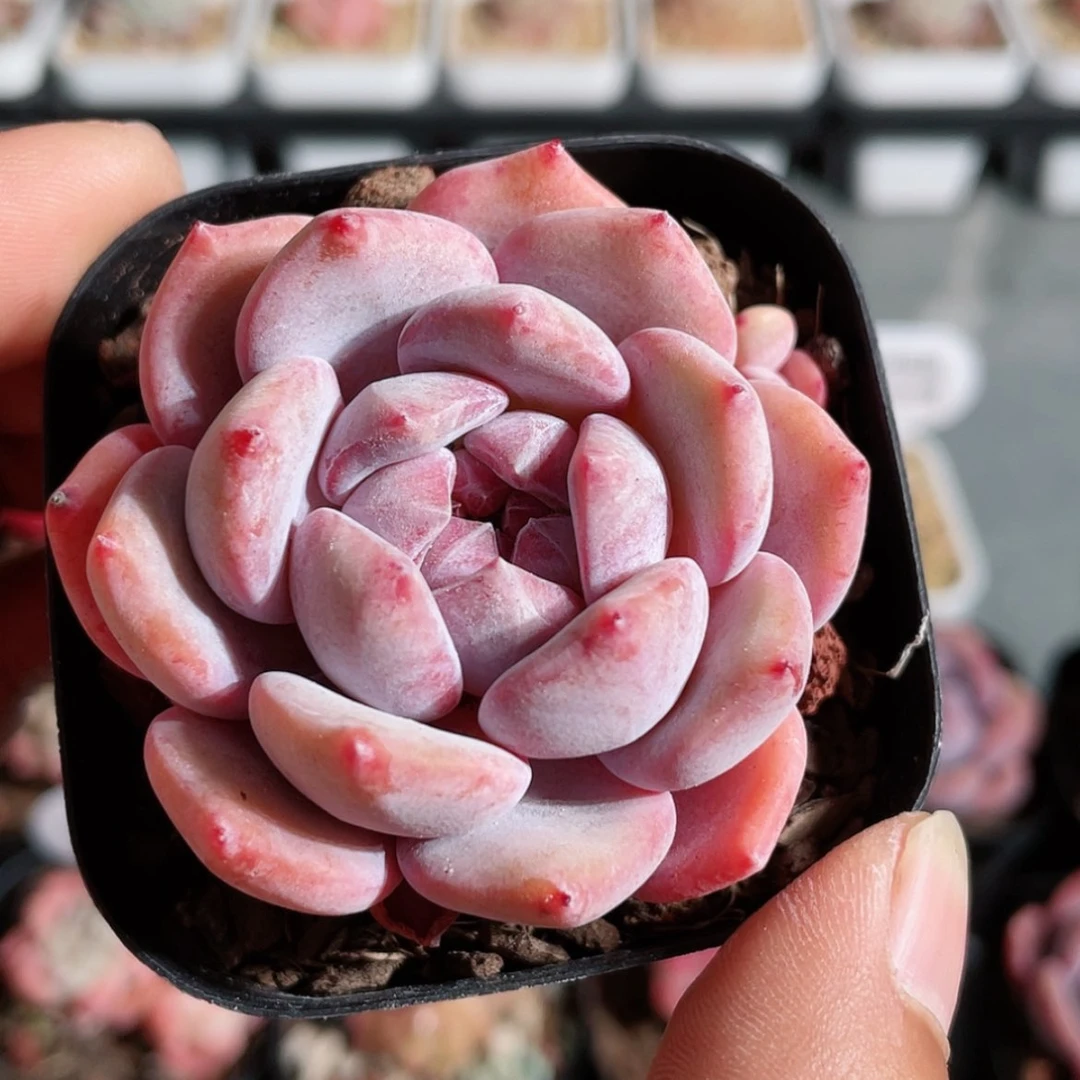 【闪购商品】1229-222号糖心石榴籽星影