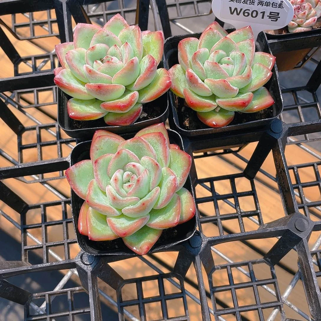 W601号 母本草莓泡芙大单头一个