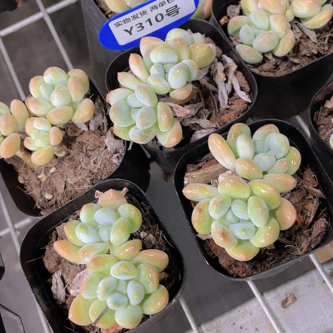Y310-精品老桩奶糖双头起一个
