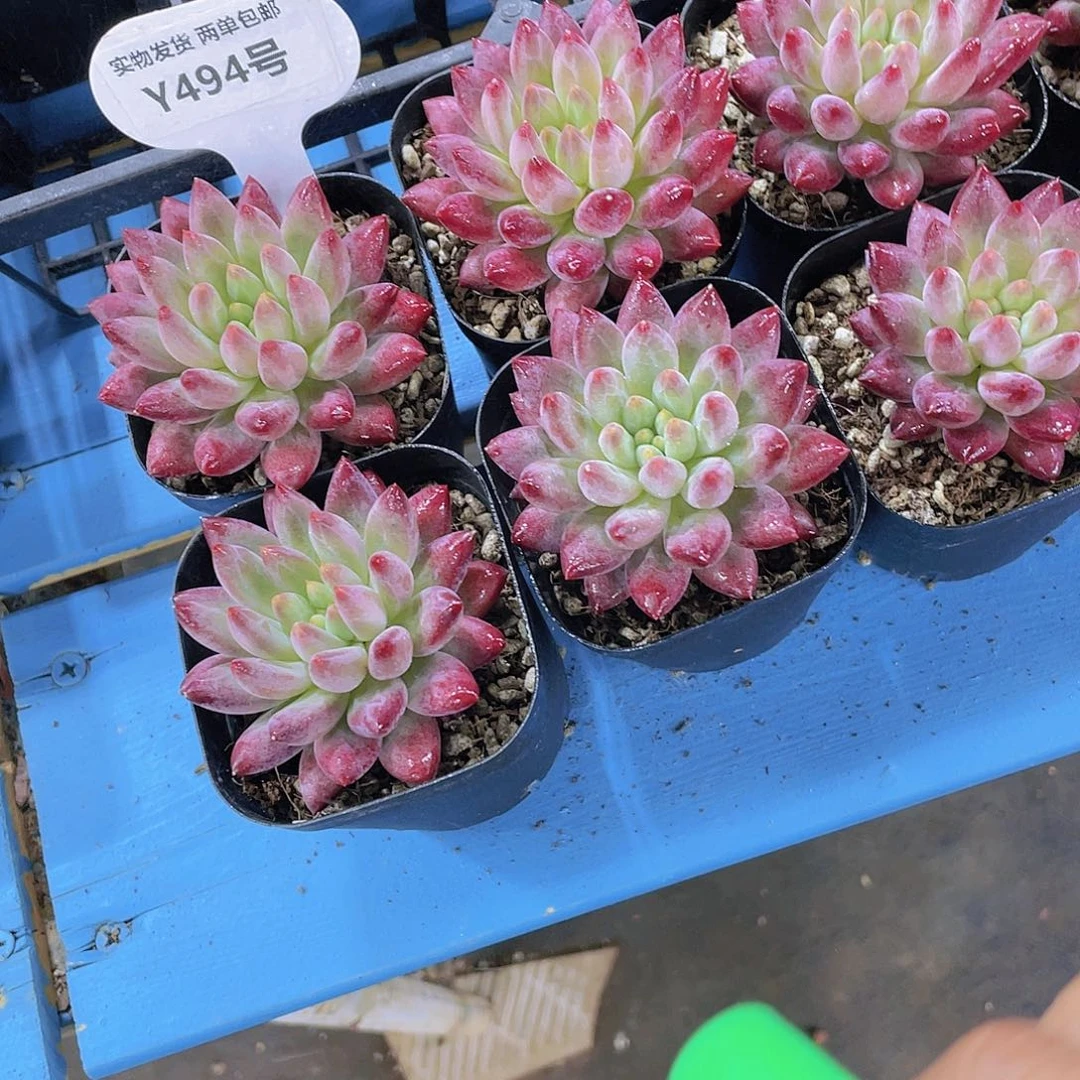 Y494-全状态正版精品虞美人一个