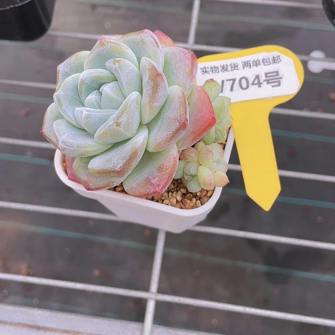 W704号 钻石老桩冰玉