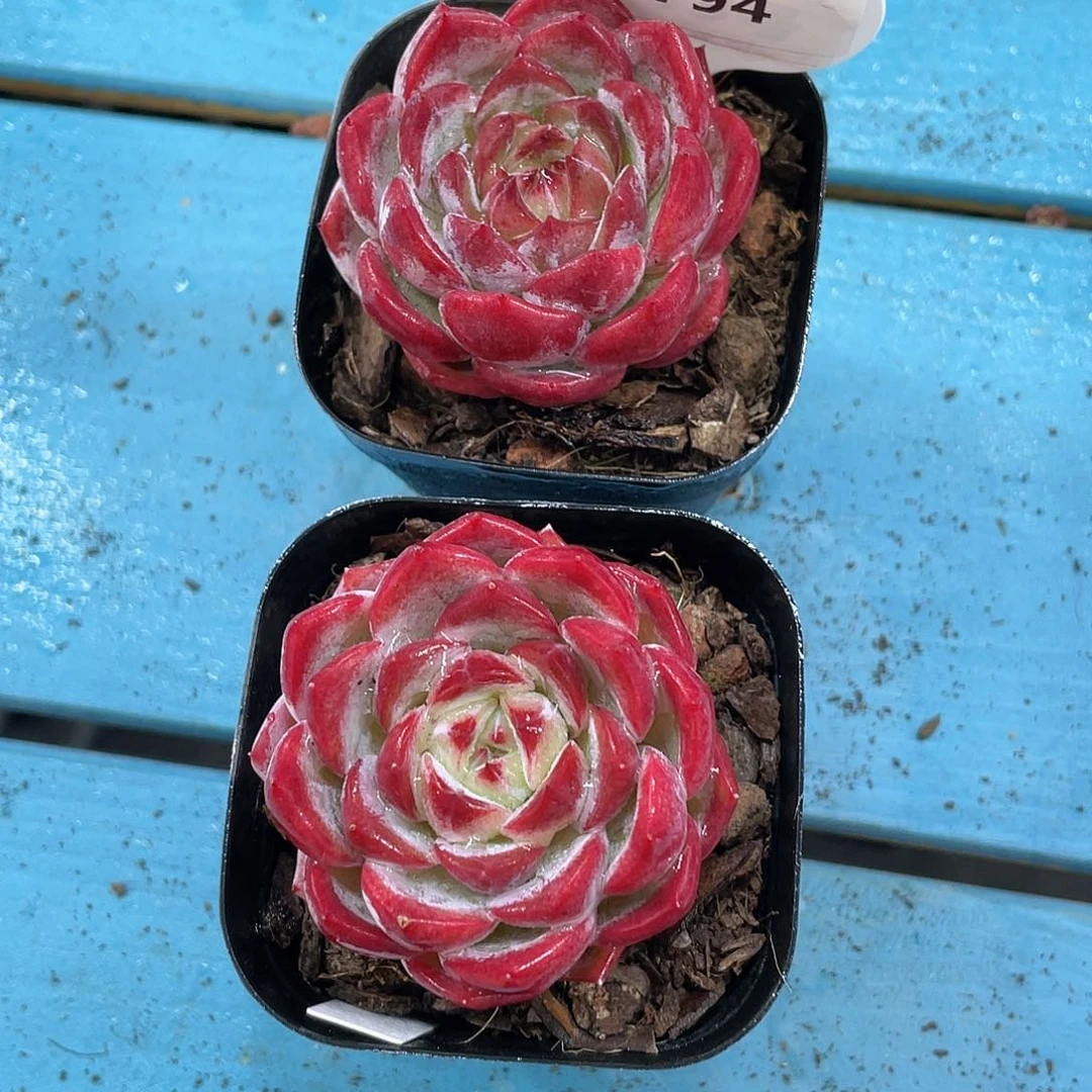 H794  全状态夜魔侠单头一个