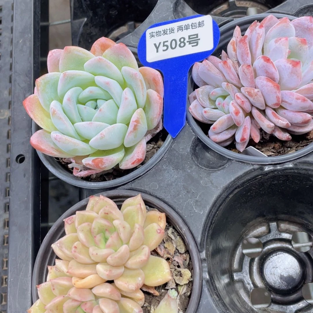 Y508-精品美肉三个