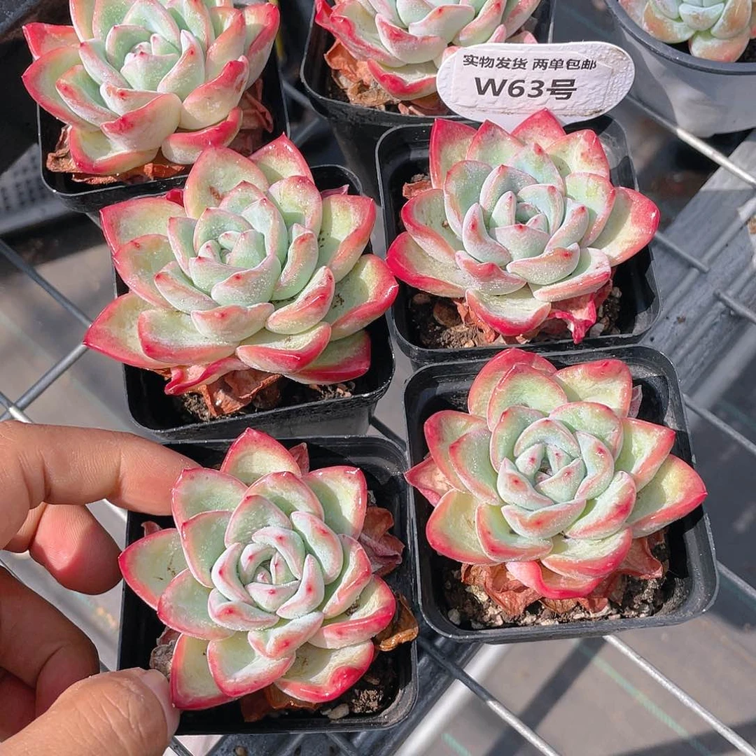 W63号 全状态老桩草莓泡芙单头一个