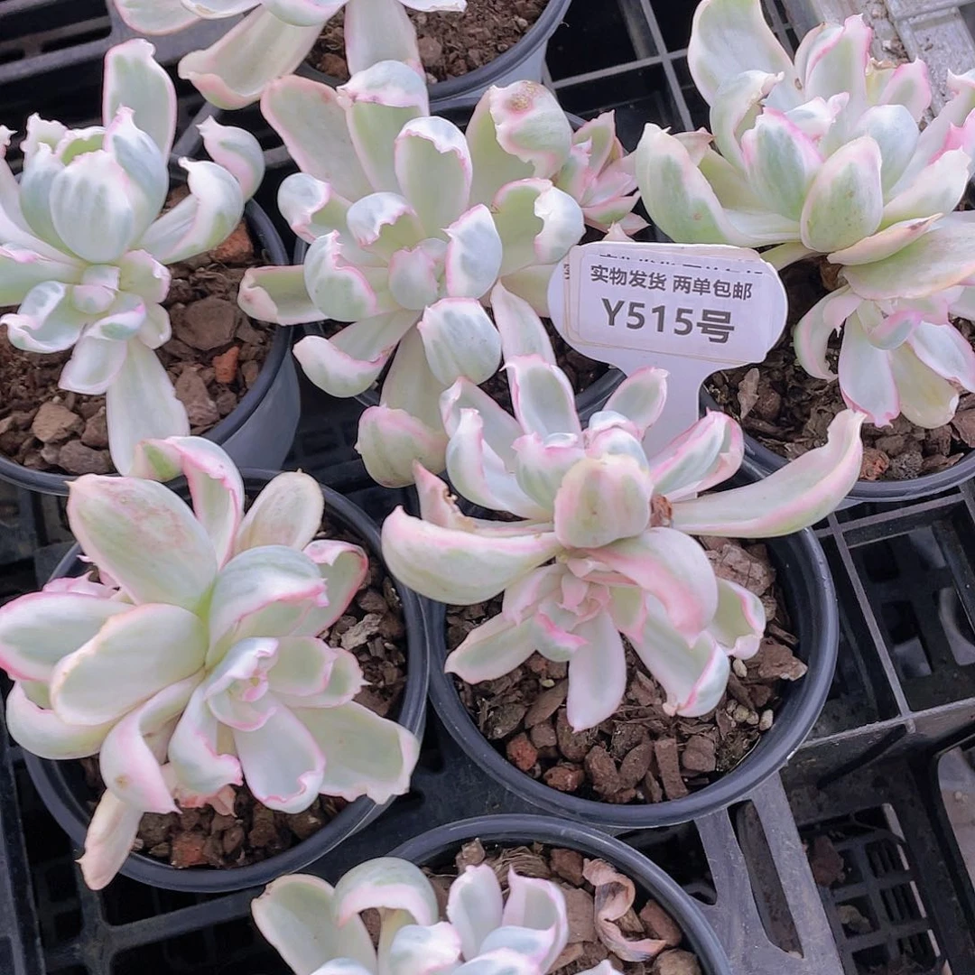 Y515-全状态精控老桩母本伯克利锦双头福利一个