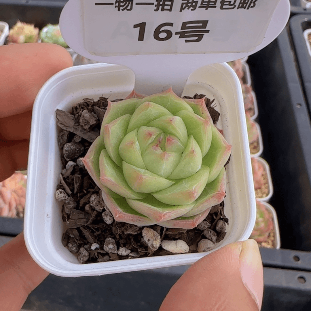 一物一拍16号 包子珍妮麦秆