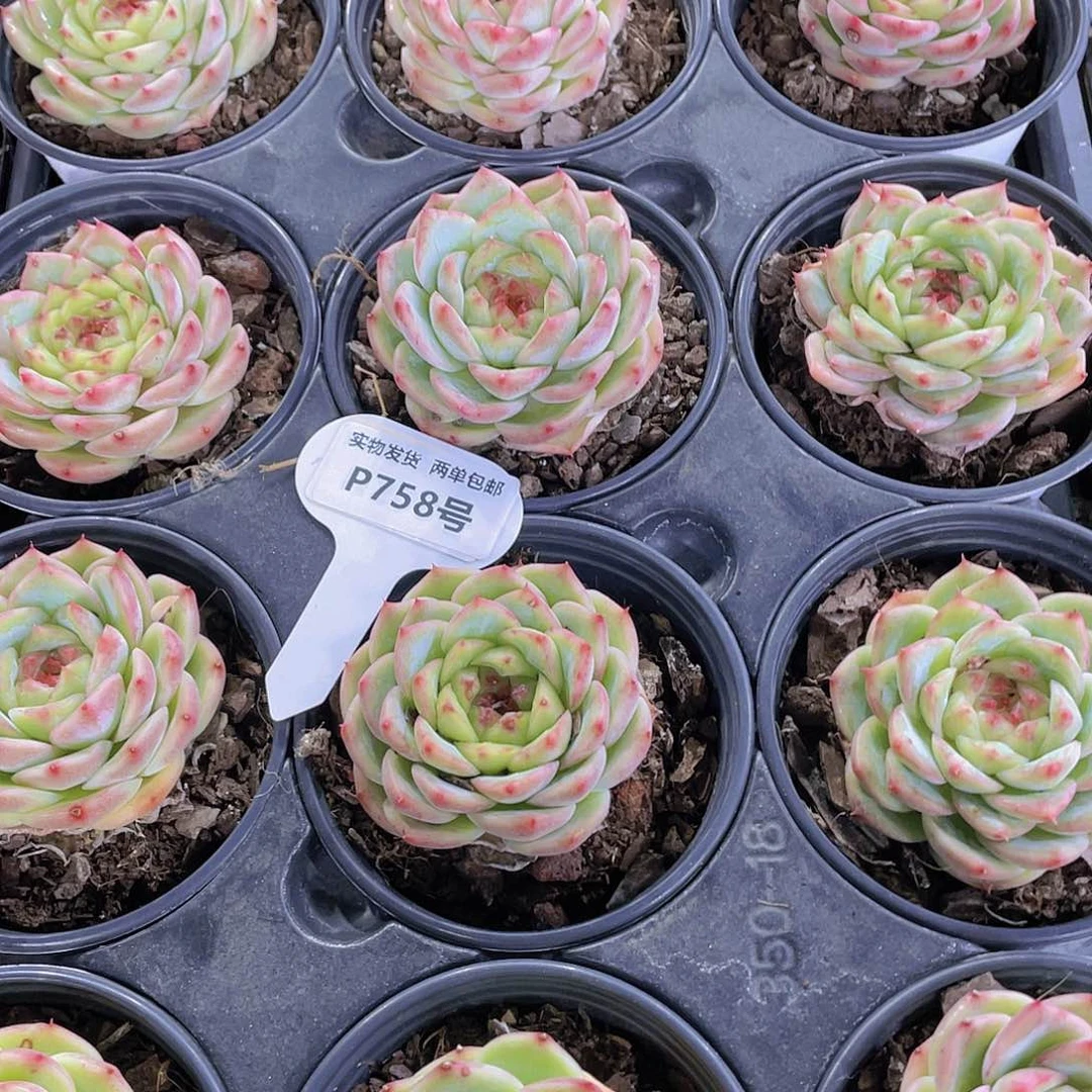 P758-全状态糖心母本新品一个