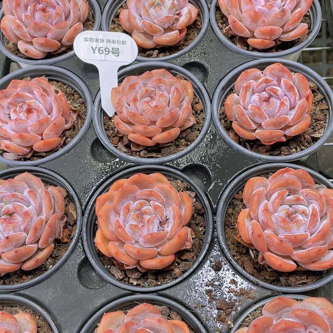 Y69-全状态奶油韩橙买一送一