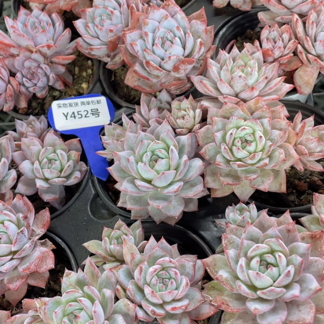 Y452-精品母本粉蓝鸟多头群一个