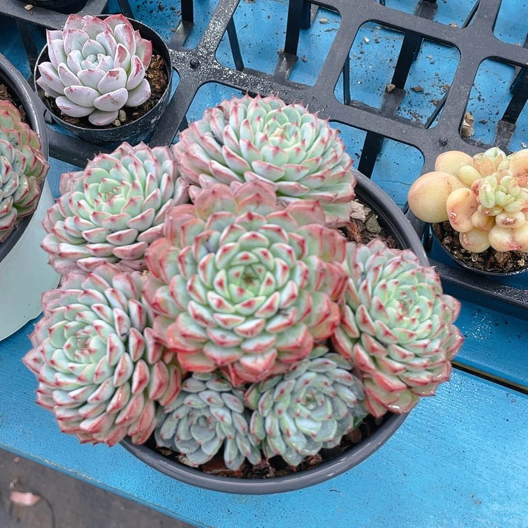 H57  精品粉姬莲多头群一个