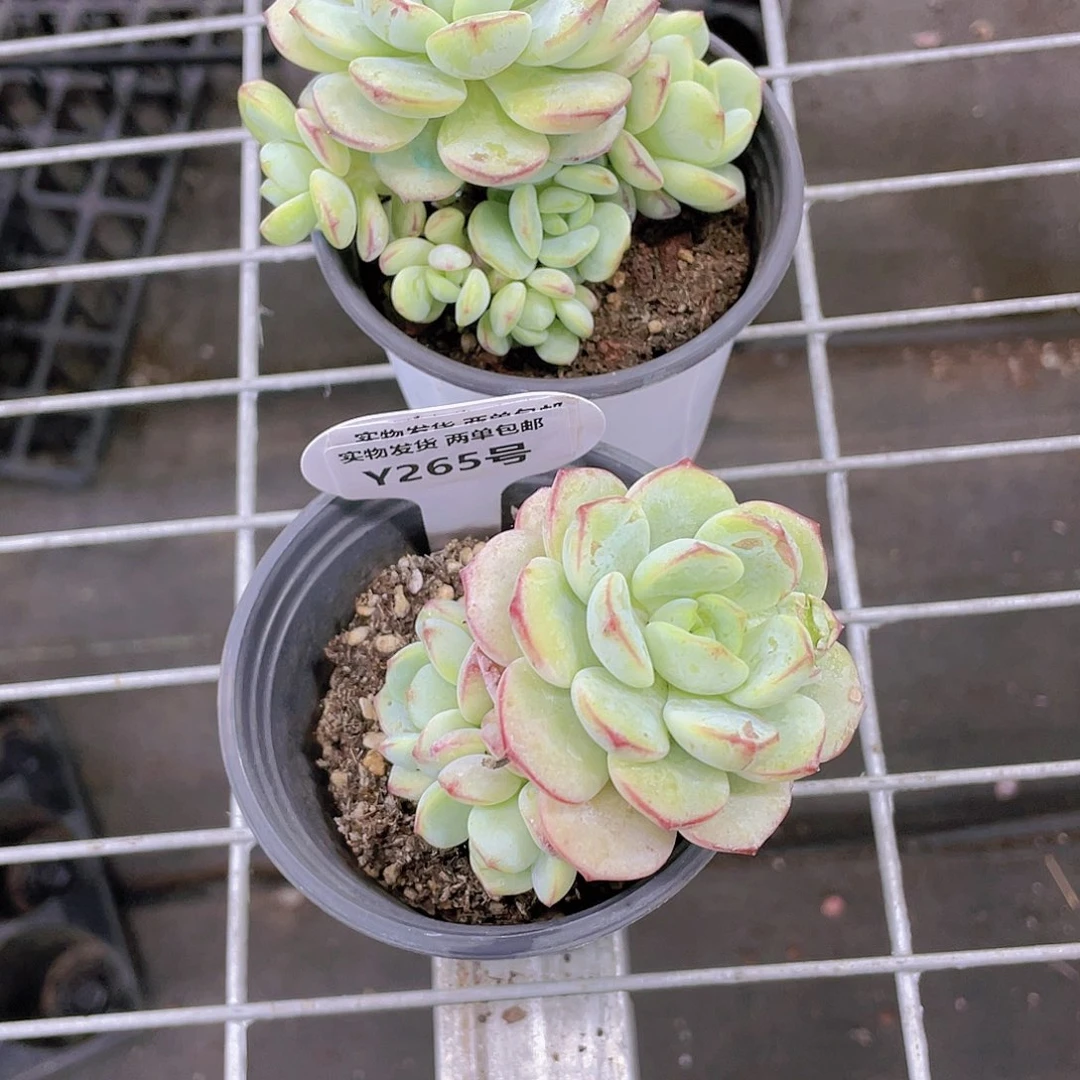 Y265-W全状态丸叶香草福利一个