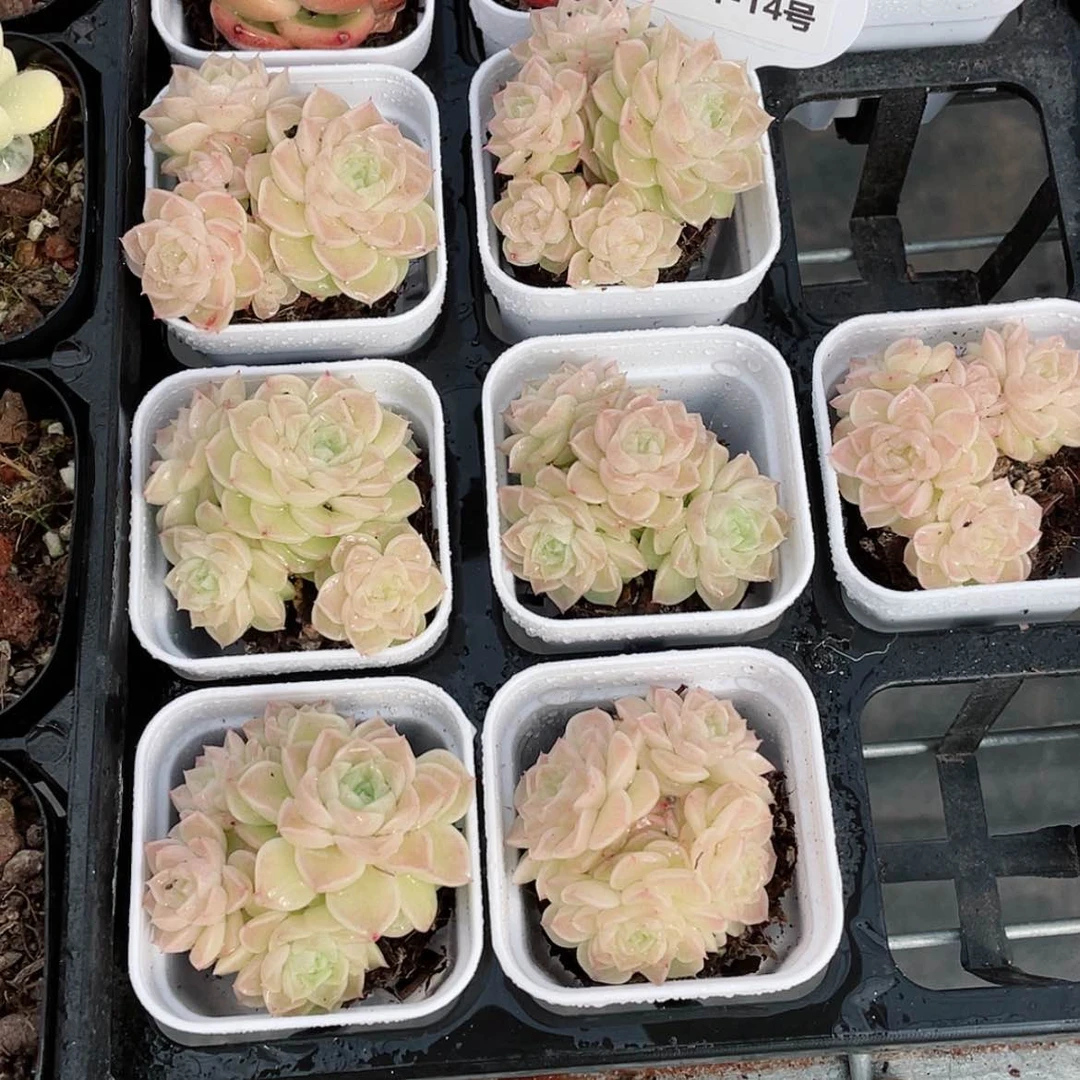【闪购商品】0101-14号 山茶花麦秆群