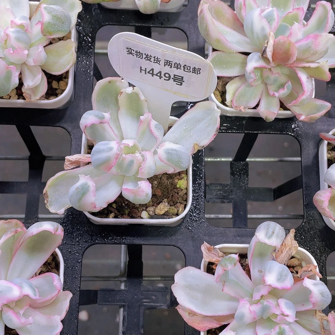 H449  伯克利锦单头一个