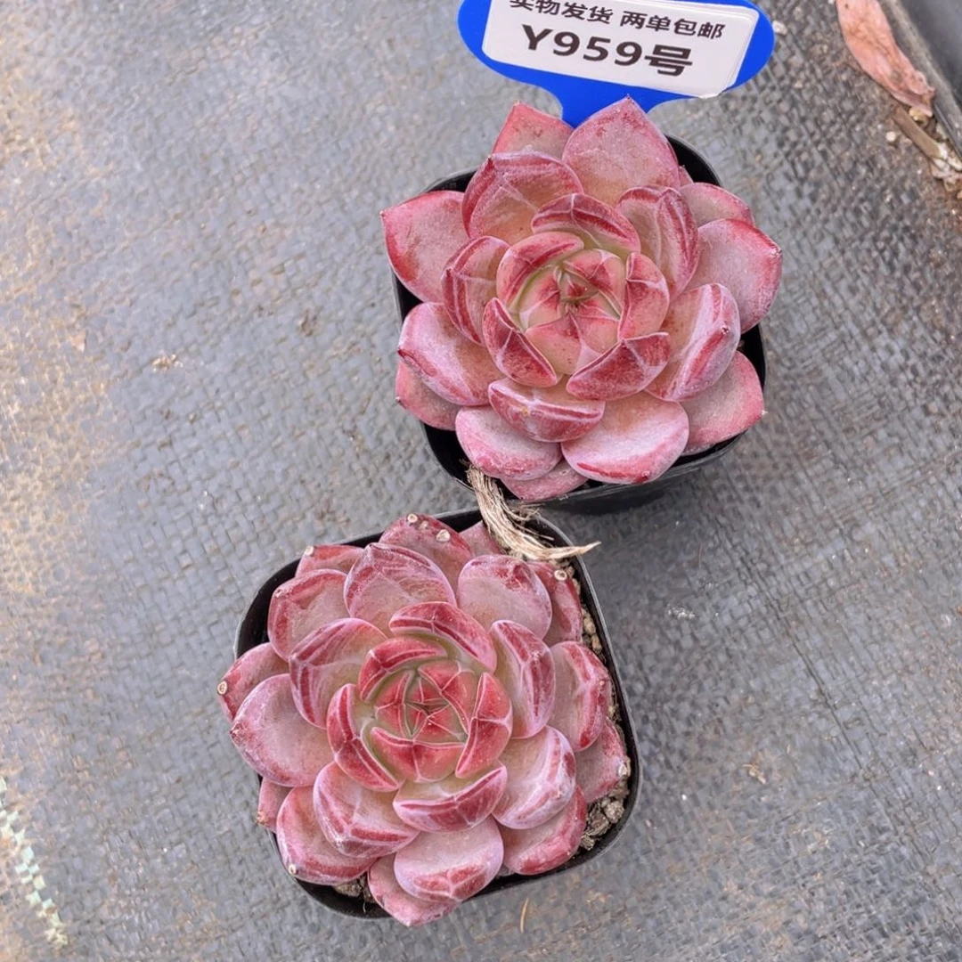 Y959-精品母本夜魔侠一个